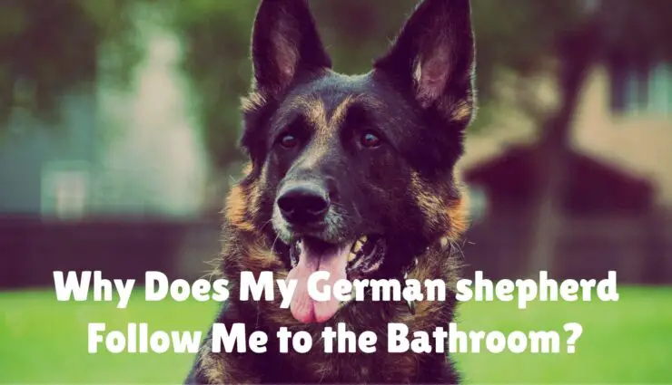 Why Does My German shepherd Follow Me to the Bathroom?