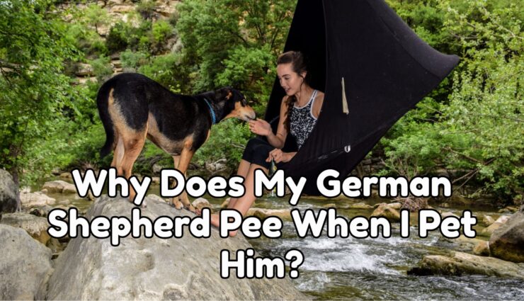 Why Does My German shepherd Pee When I Pet Him?