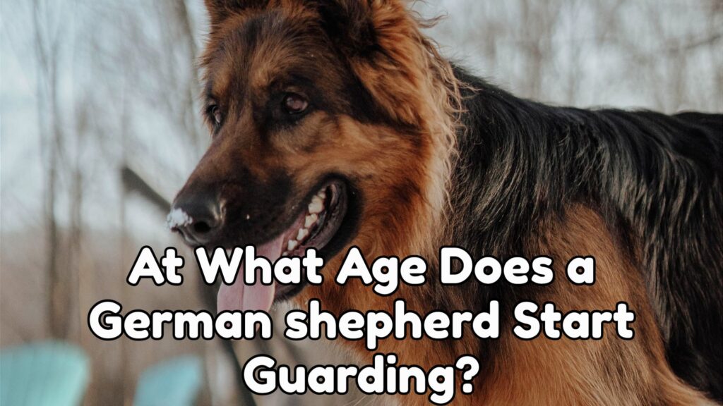 At What Age Does A German Shepherd Start Guarding?