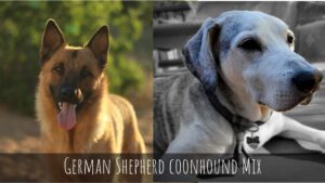 German Shepherd Coonhound Mix