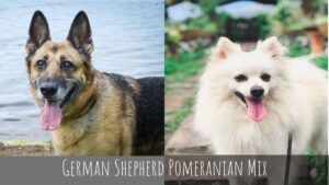 German Shepherd Pomeranian mix