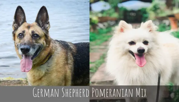 German Shepherd Pomeranian mix
