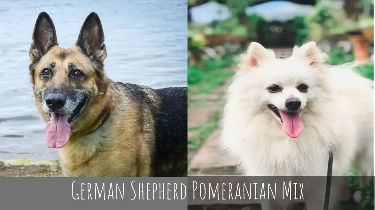 German Shepherd Pomeranian Mix: What You Need To Know - All About German  Shepherds