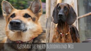 German shepherd Bloodhound Mix