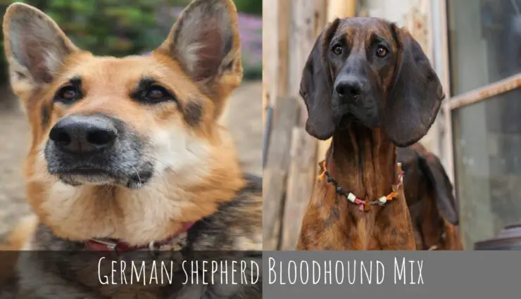 German shepherd Bloodhound Mix