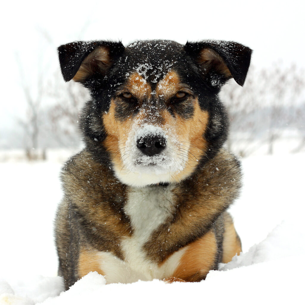 German Shepherd Husky Mix