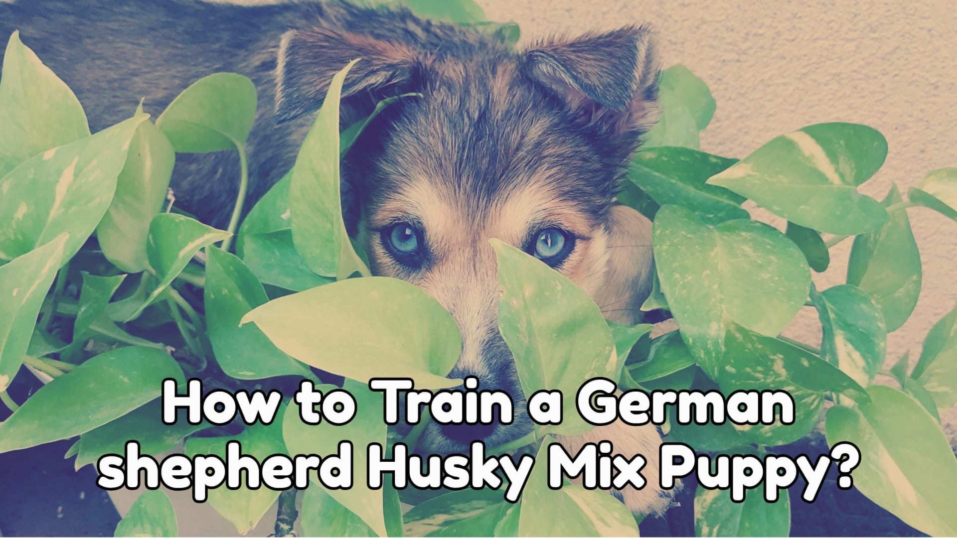 A Complete Guide of How to Train a German shepherd Husky