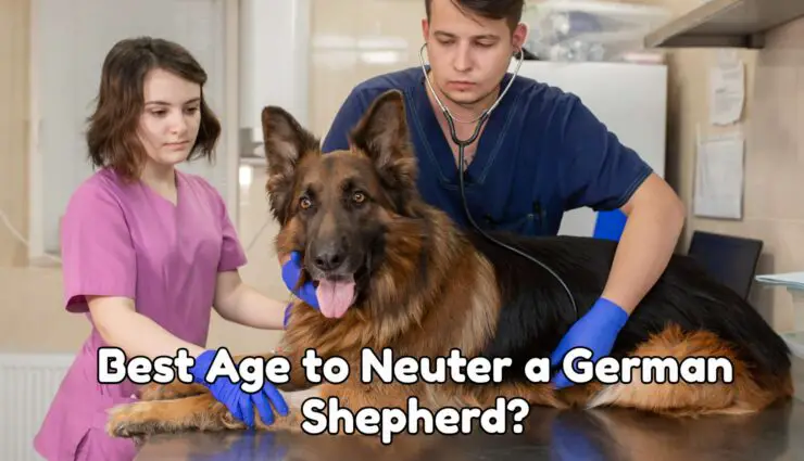 Best Age to Neuter a German shepherd?