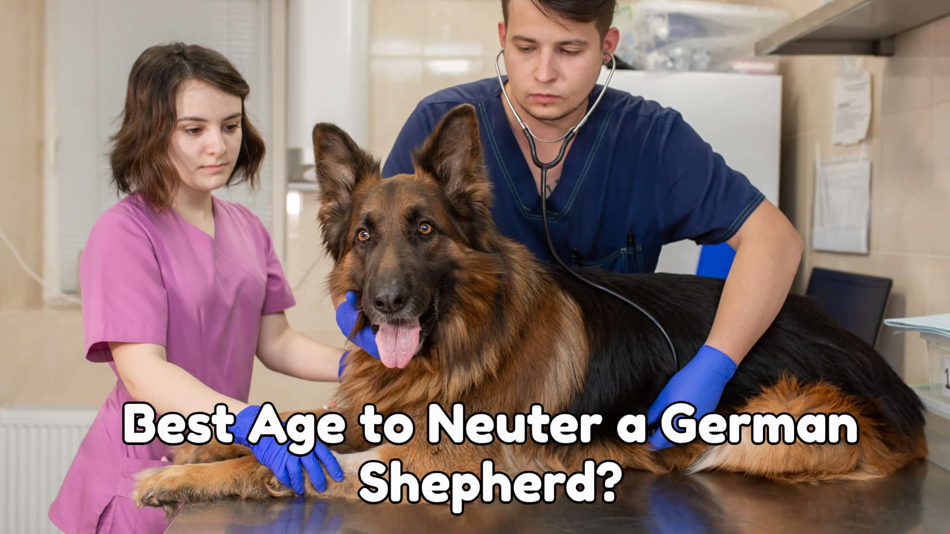 Best Age to Neuter a German shepherd?