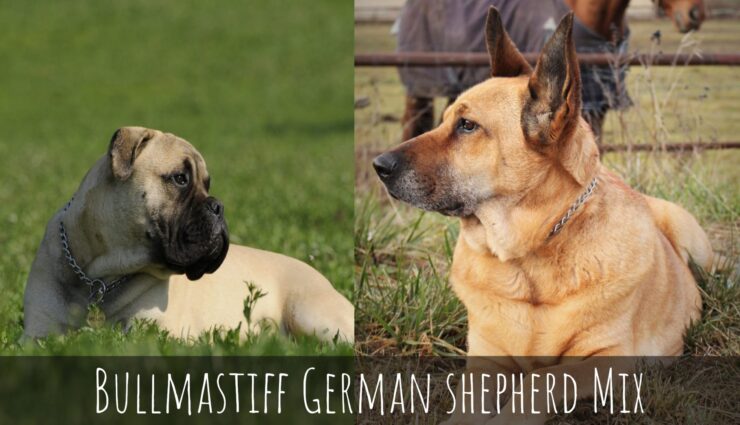 Bullmastiff German shepherd Mix