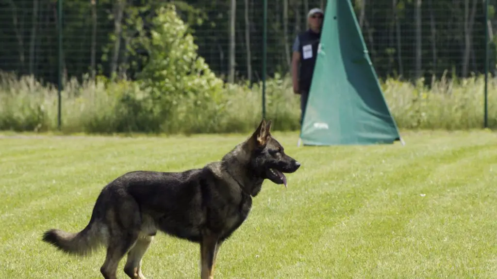 East German Shepherd