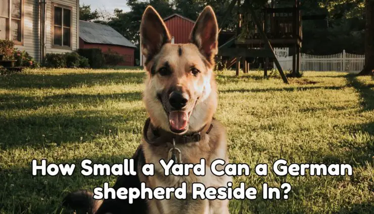 How Small a Yard Can a German shepherd Reside In?