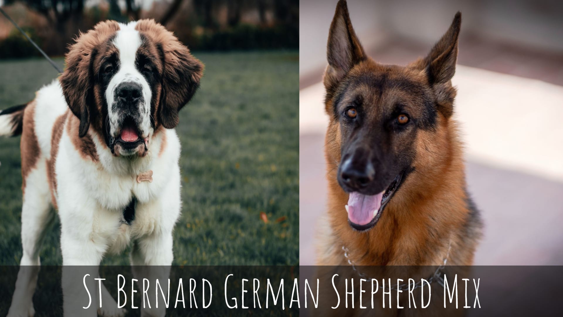 St Bernard German Shepherd Mix