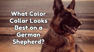 What Color Collar Looks Best On A German Shepherd?