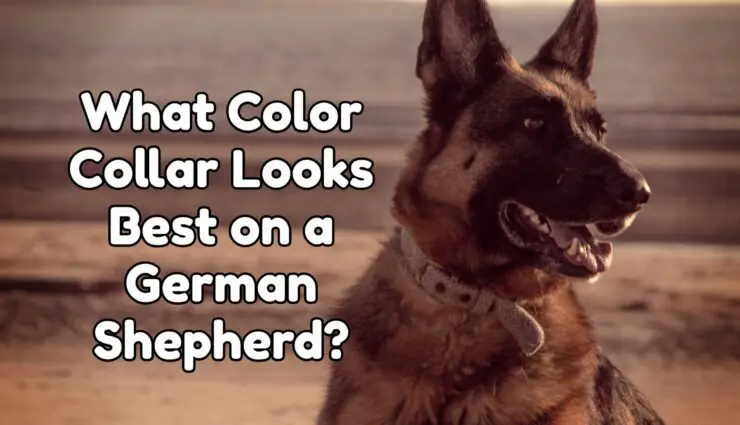 What Color Collar Looks Best on a German shepherd?