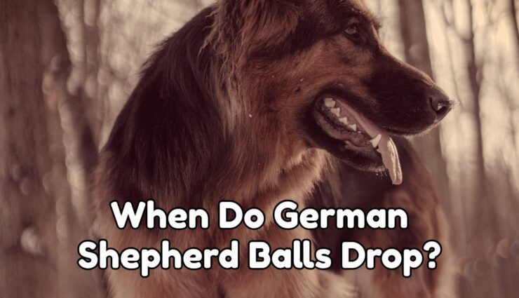When Do German Shepherd Balls Drop?