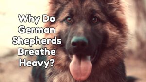 Why Do German Shepherds Breathe Heavy?