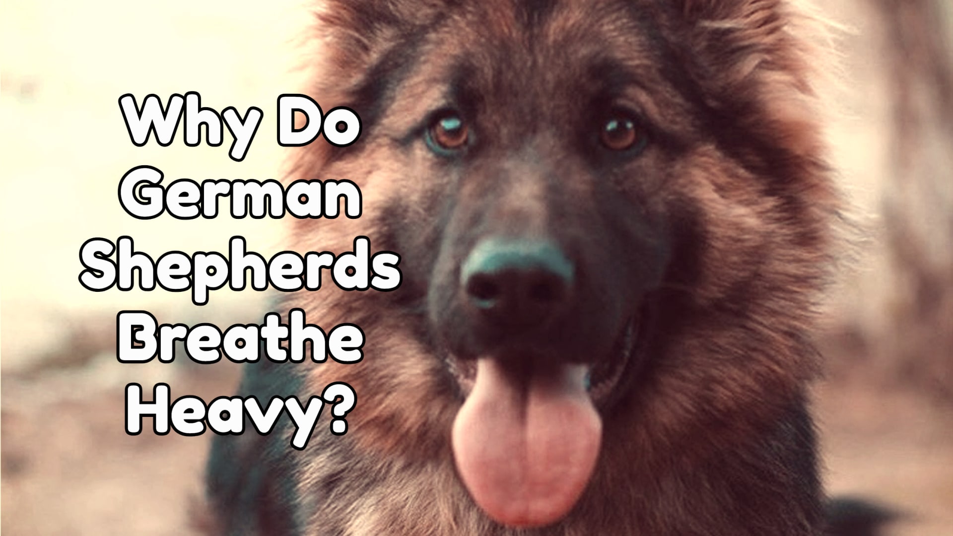 Why Do German Shepherds Breathe Heavy?