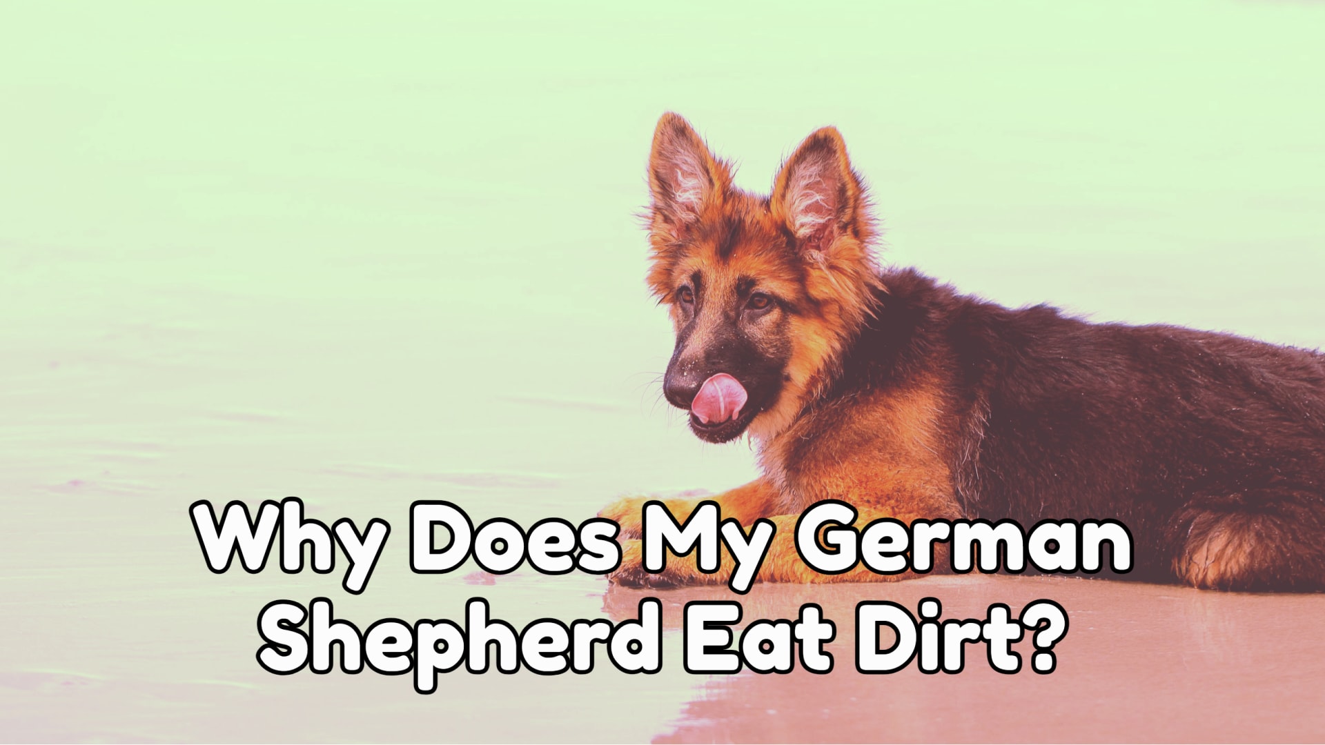 Why Does My German Shepherd Eat Dirt?