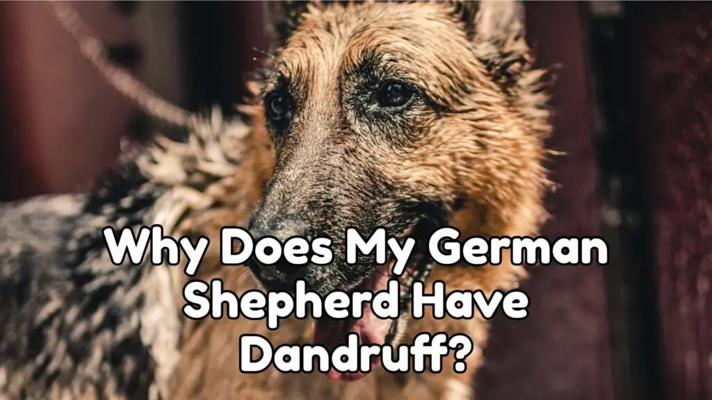 Why Does My German Shepherd Have Dandruff?