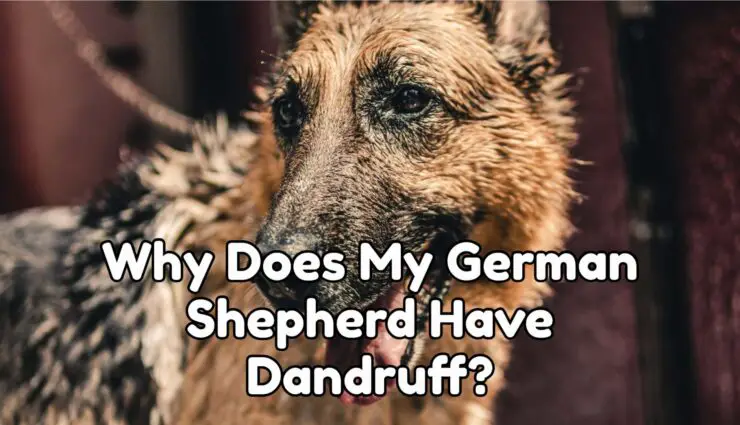 Why Does My German Shepherd Have Dandruff?