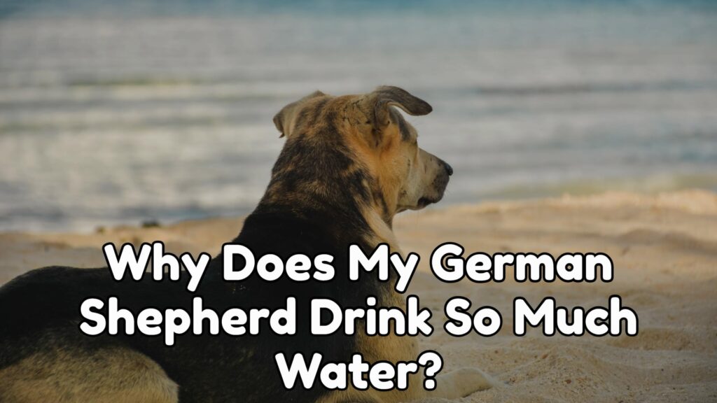 Why Does My German Shepherd Drink So Much Water?