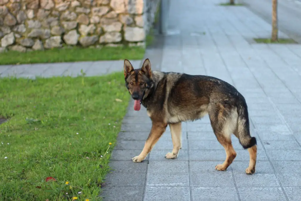 Ddr German Shepherd Dog
