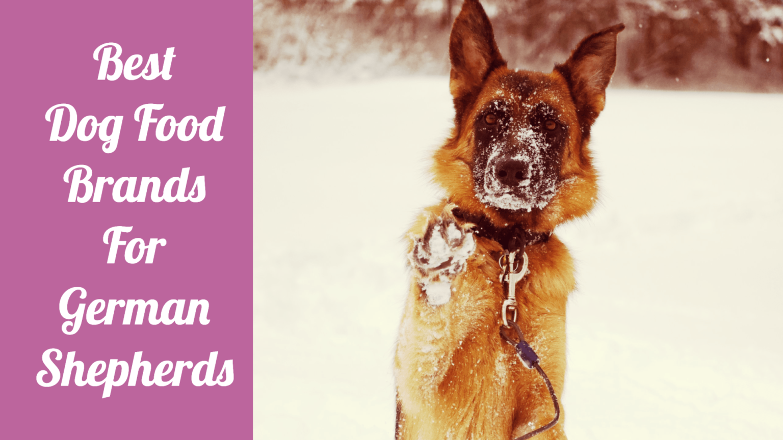 Top 6 Best Dog Food Brands for German Shepherds (2021 Buying Guide)