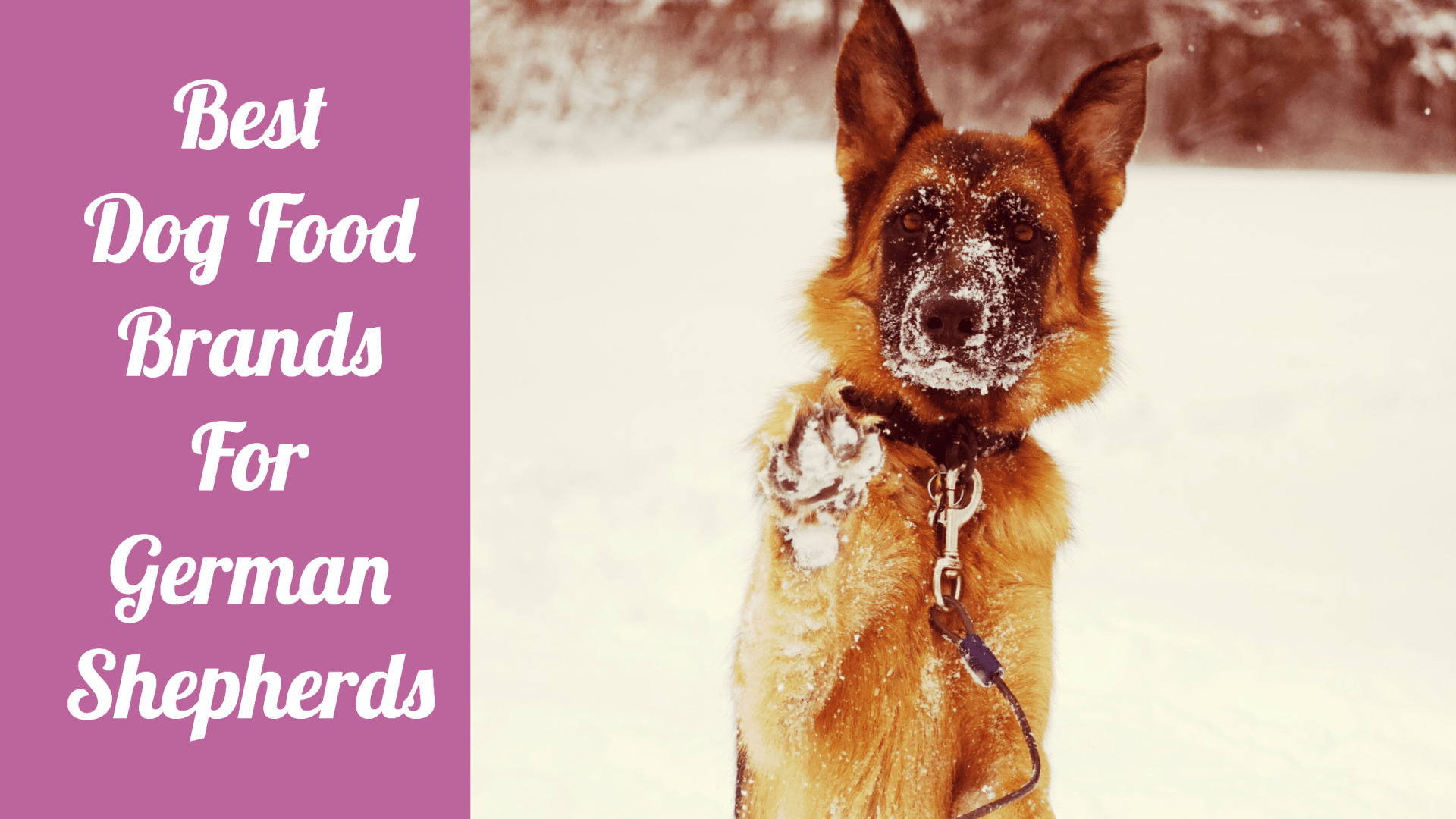 Best Dog Food Brands For German Shepherds