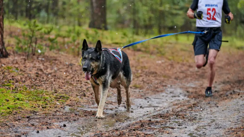 Best Dog Harness For German Shepherds