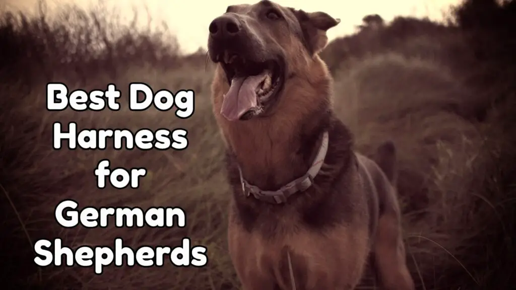 Best Dog Harness for German Shepherds