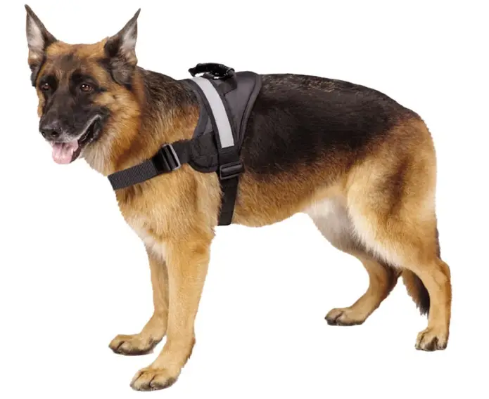 Explawlorer Big Dog Harness