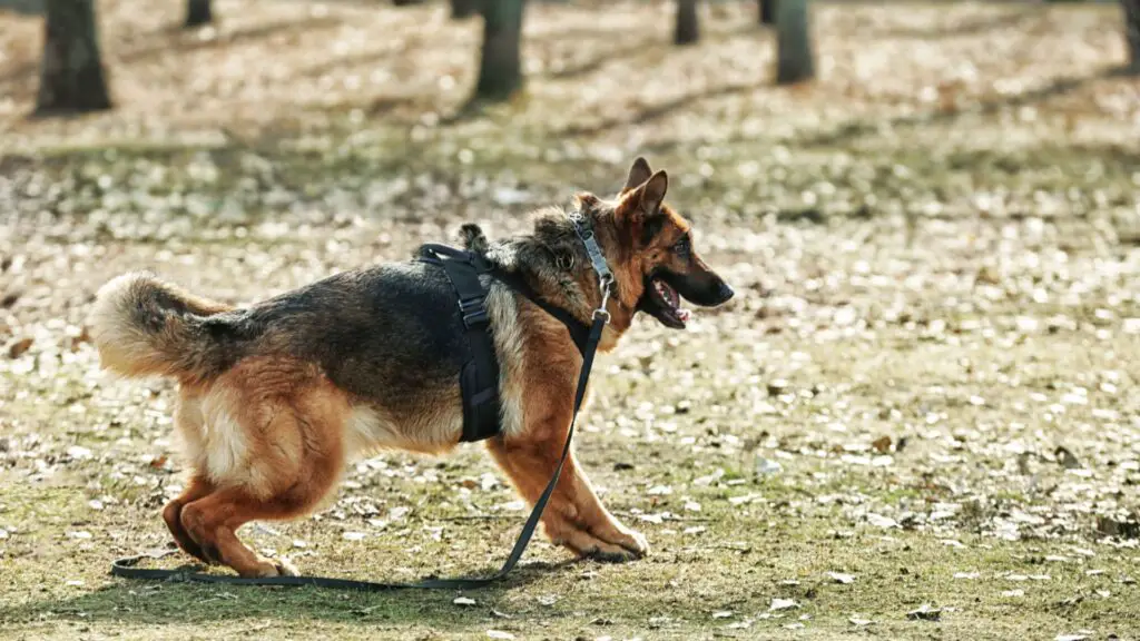 Harness Or Collar For German Shepherd
