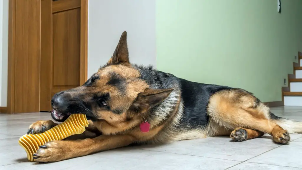 Best Puzzle Toys For German Shepherds