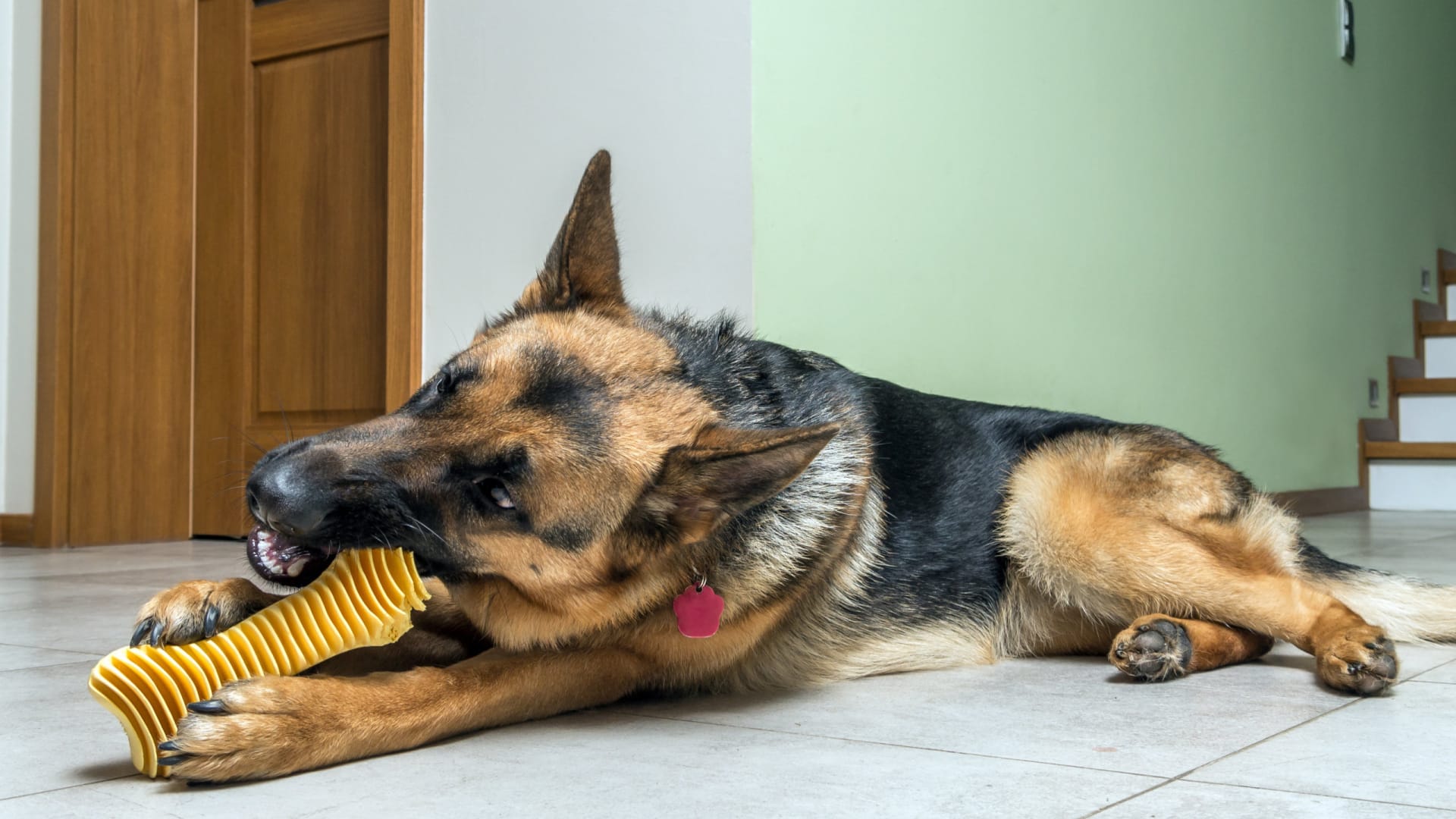 Best Puzzle Toys For German Shepherds