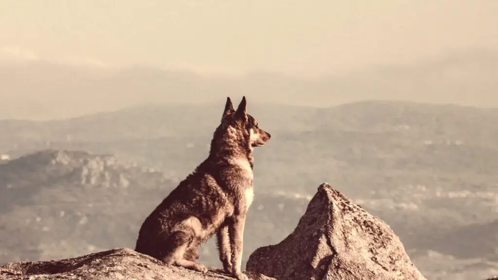 Will A Coyote Attack A German Shepherd