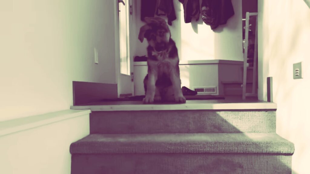 Are Stairs Bad For German Shepherd Puppies?