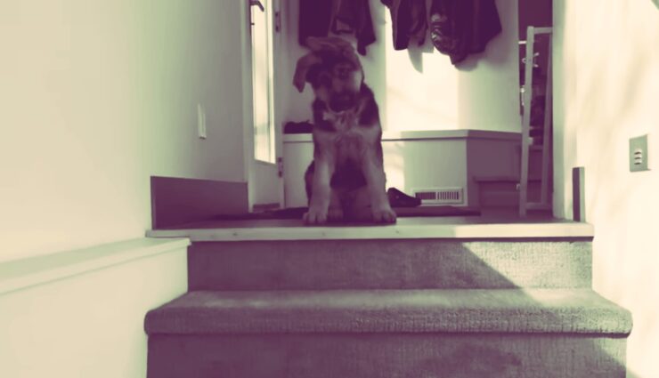 Are Stairs Bad for German Shepherd Puppies?