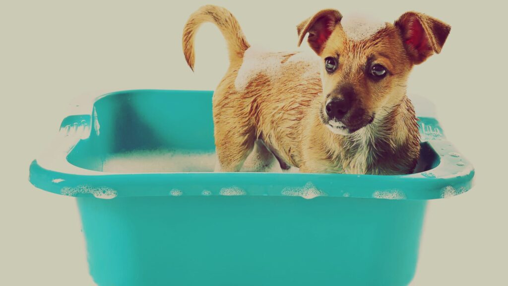 Best Shampoos For German Shepherd Puppies