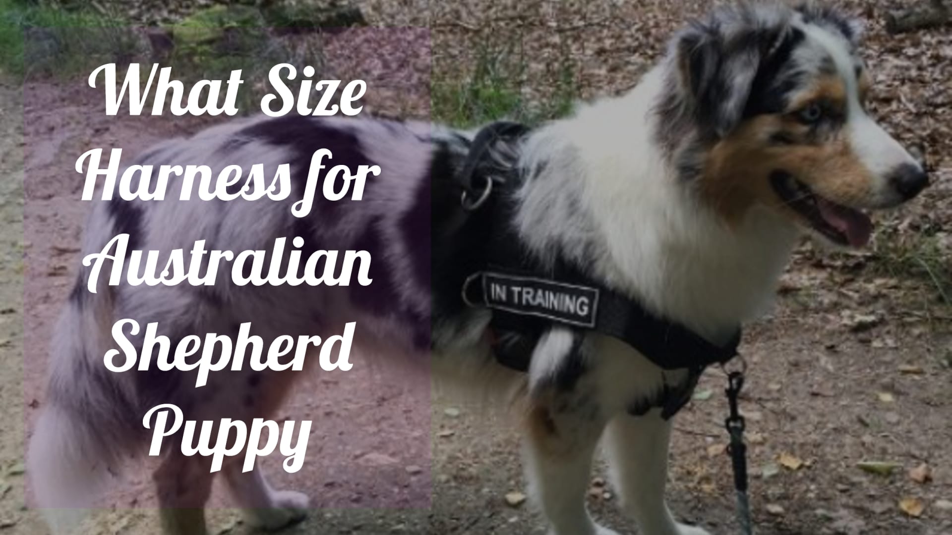 What Size Harness For Australian Shepherd Puppy