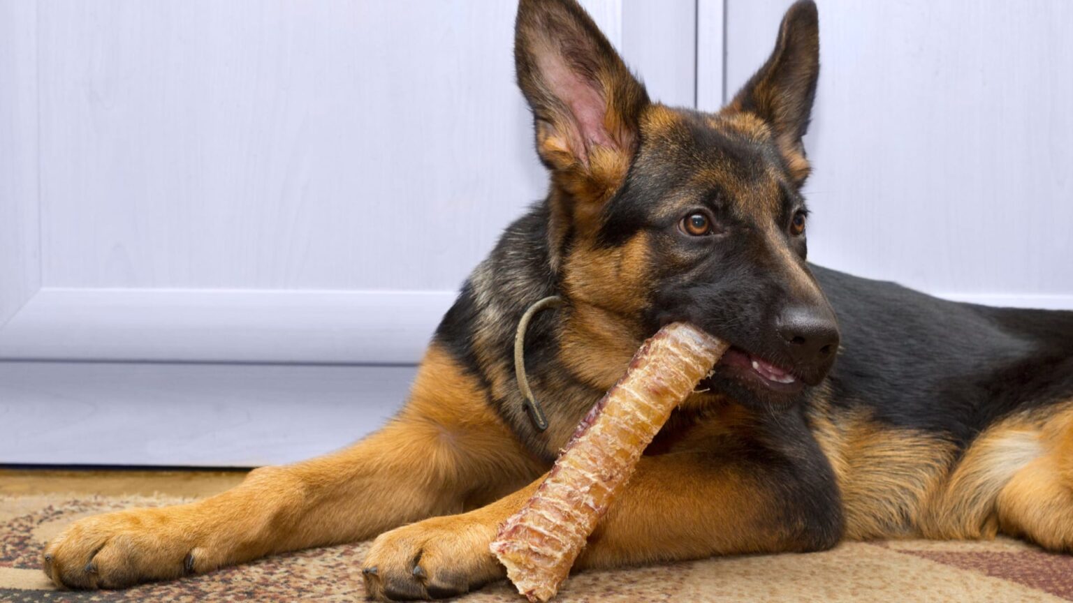 Top 7 Best Dog Bones For German Shepherds All About German Shepherds