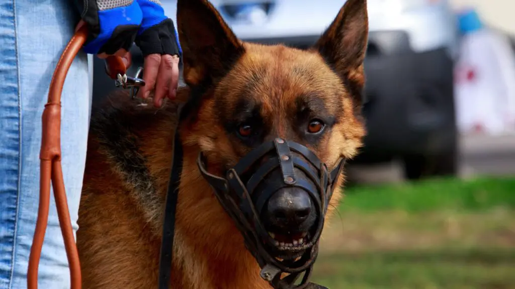Best Dog Muzzle For German Shepherd