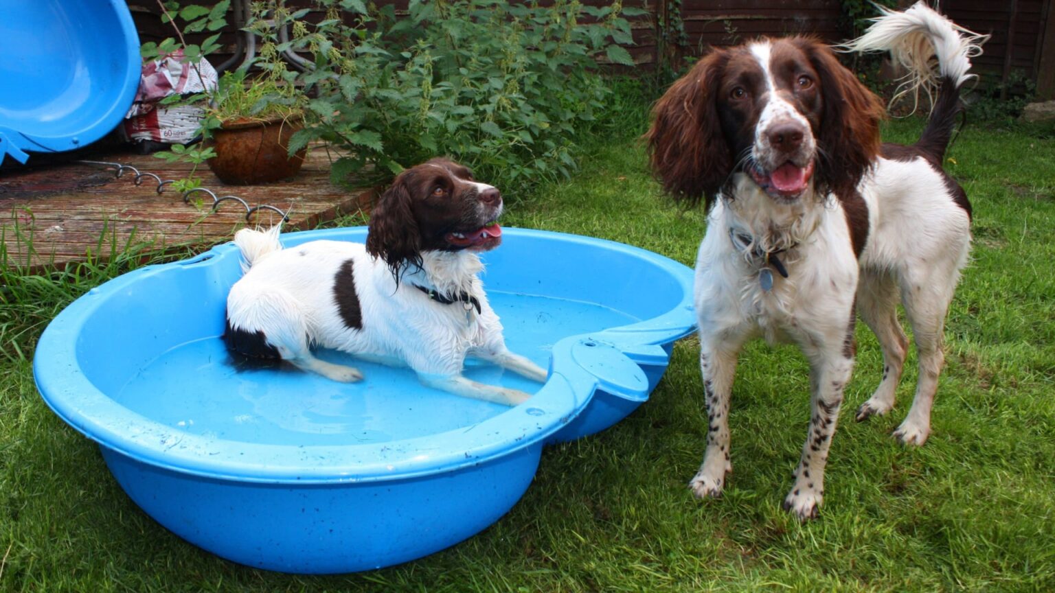 Top 7 Best Puncture Proof Dog Pools All About German Shepherds