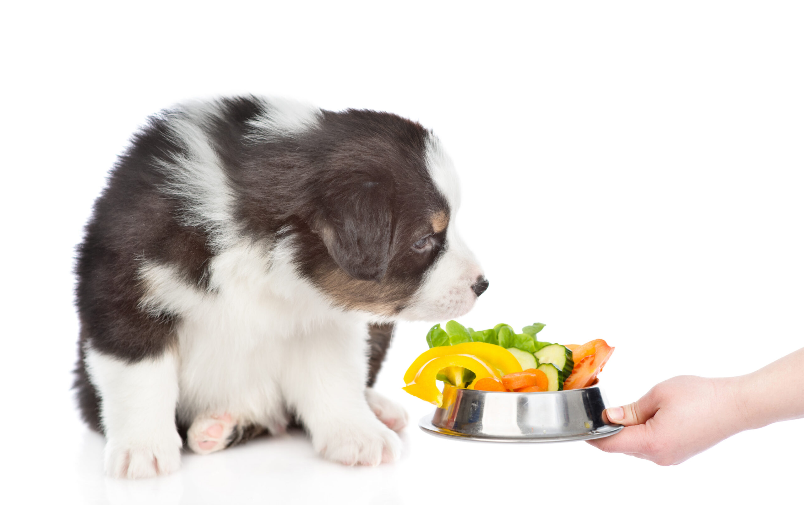 Best Puppy Food For Australian Shepherd Puppies