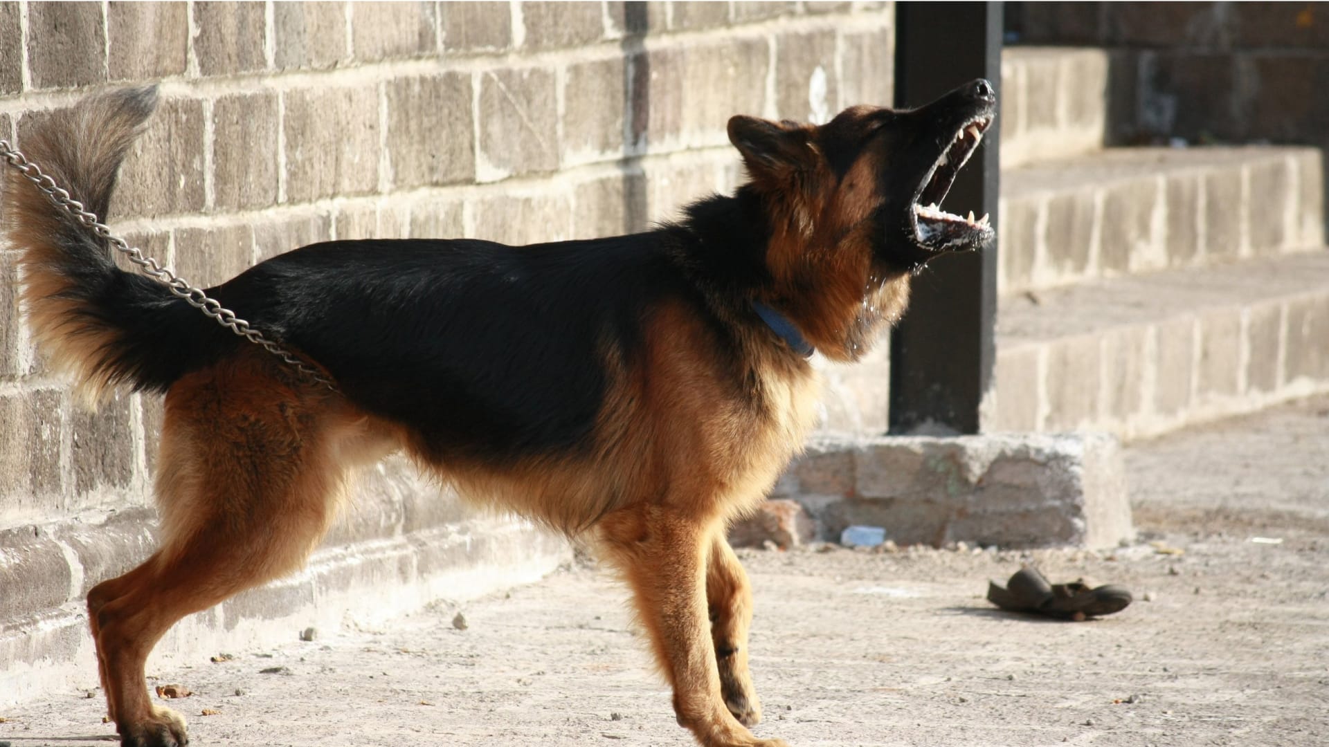 Best Anti Bark Collar For German Shepherd