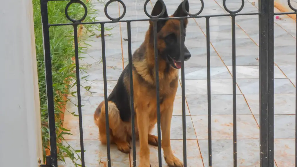 Best Dog Gates For German Shepherds