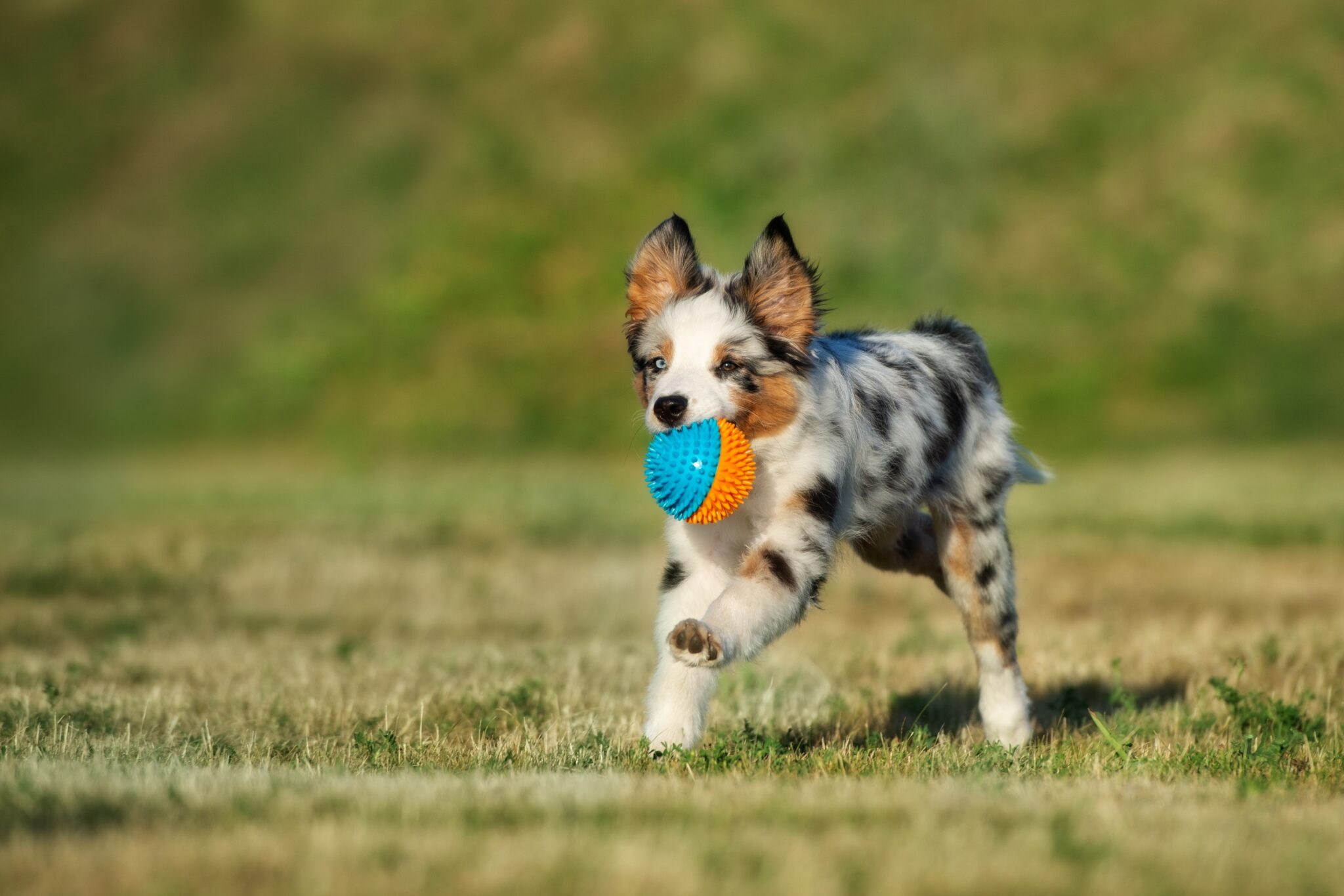 Best Toys To Keep Australian Shepherds Busy All About German Shepherds