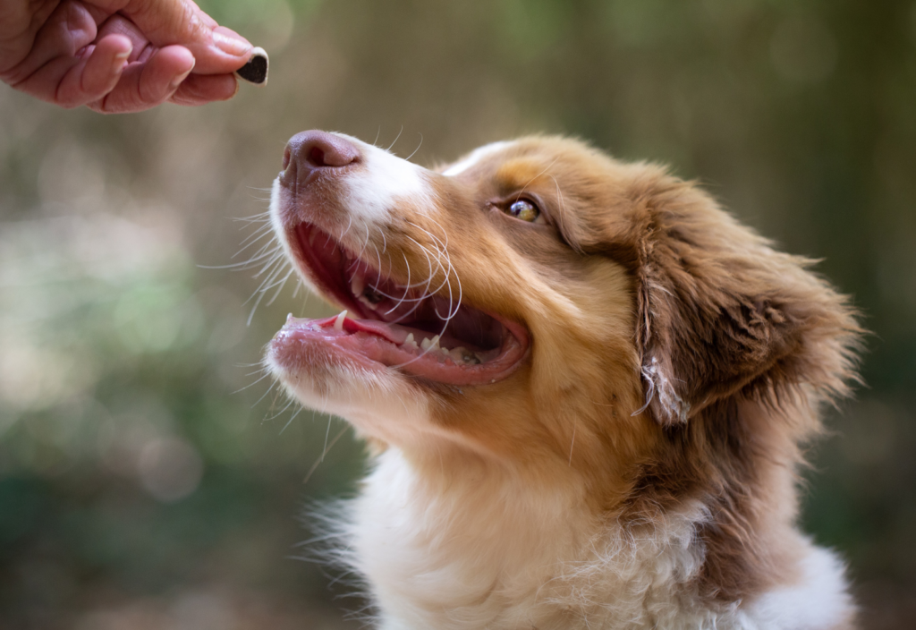 How To Show Affection To Your Australian Shepherd